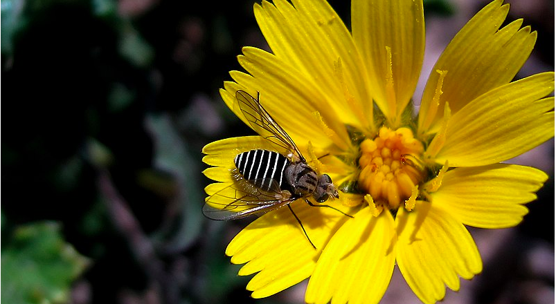 Bichos – Lucy Gómez