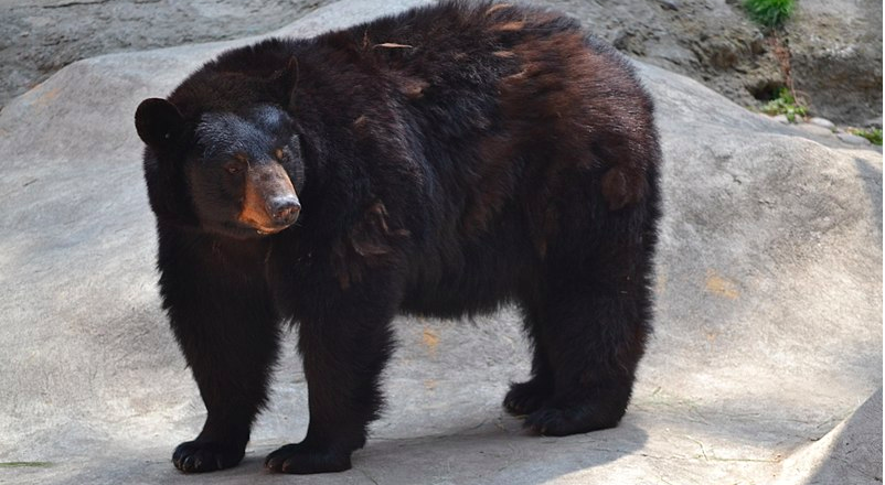 Los extraños juicios medievales 4