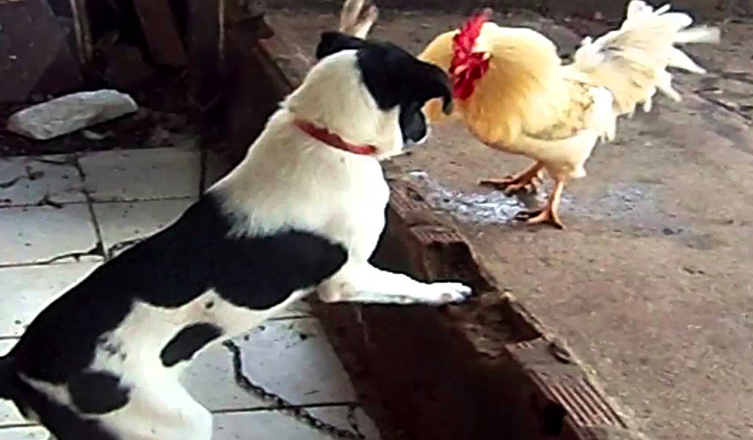 Los extraños juicios medievales 5