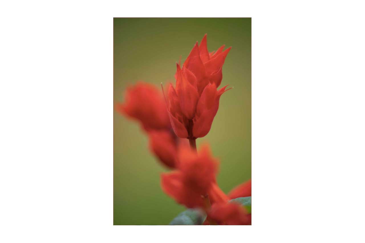 flores-luciana-rodriguez-1