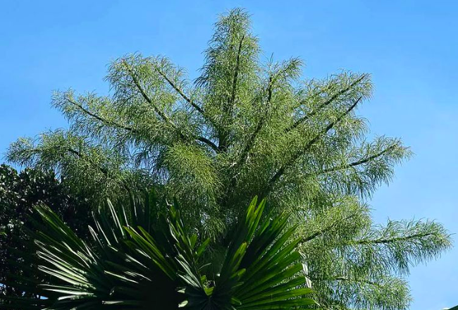 Así va la inflorescencia de la palma de Ceilán que está en el Jardín Botánico de Caracas, Universidad Central de Venezuela