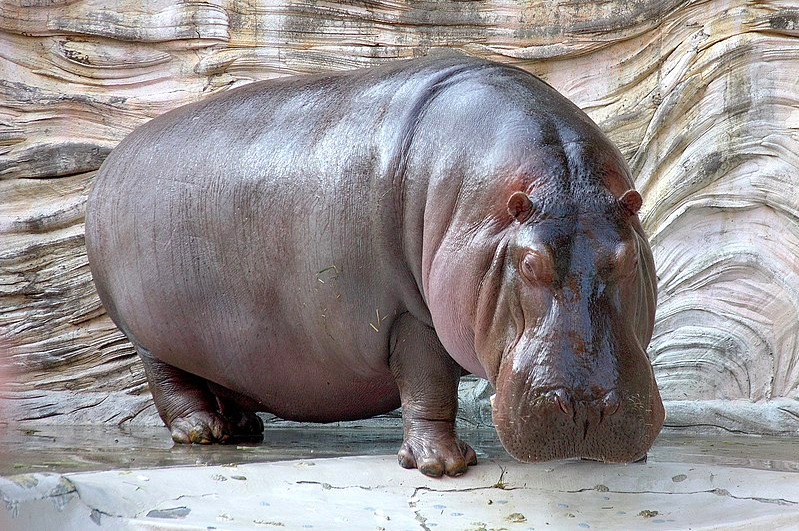La caverna del hipopótamo, por Victorino Muñoz