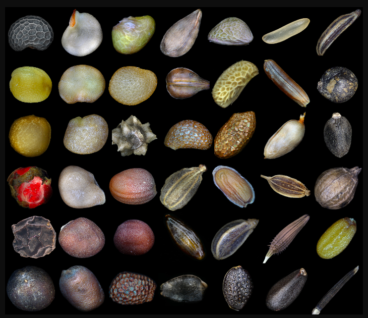 Variedad de semillas