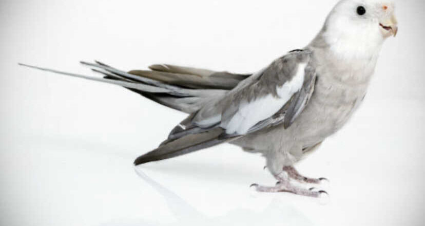 A calopsita nervosa, por Luli Delgado