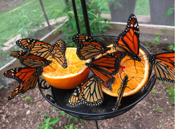 Hotel de mariposas,<br/> por Lucy Gómez