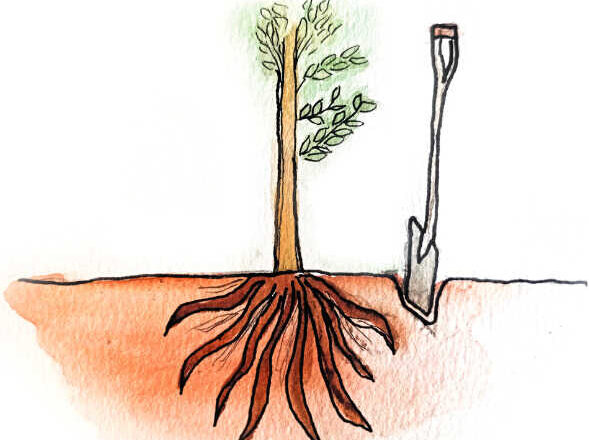 Trasplante,<br/> por Leonor Henríquez