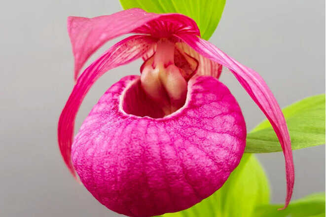 La orquídea del frío,<br/> por Lucy Gómez