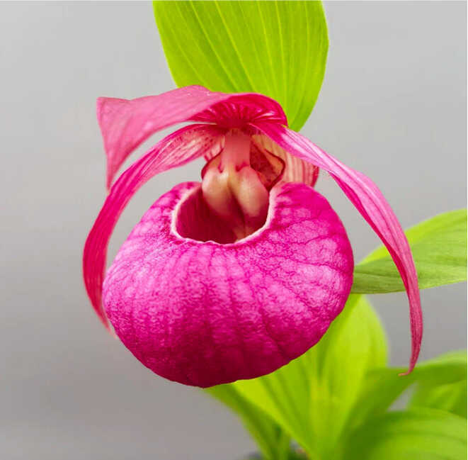 La orquídea del frío, por Lucy Gómez