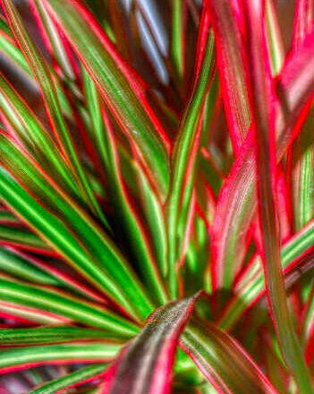 Palmeras de oficina, por Lucy Gómez