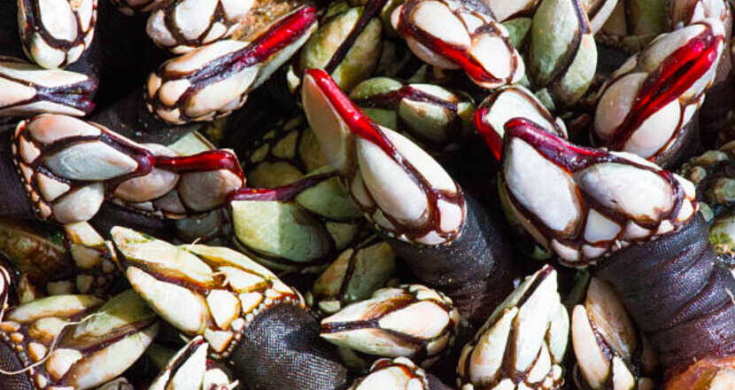 La inquieta calma de los percebes,<br/> por Luli Delgado