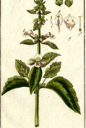 Tiempo de albahacas,<br/> por Lucy Gómez