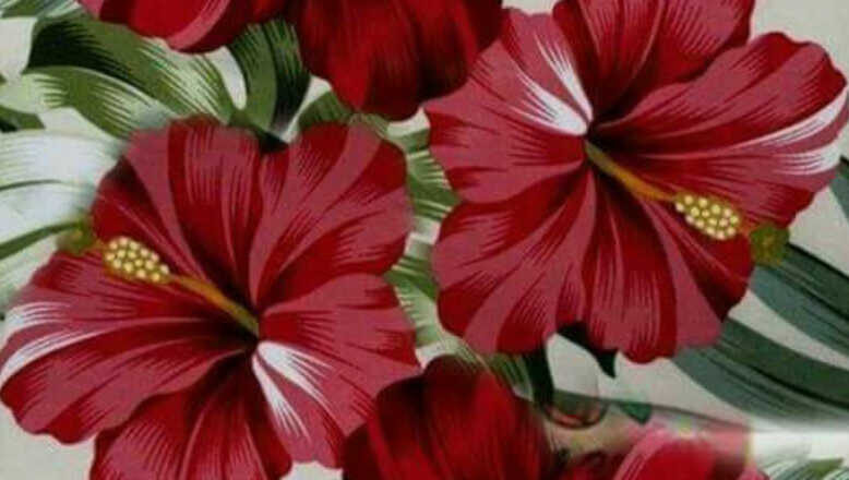 Cayenas,<br/>por Lucy Gomez