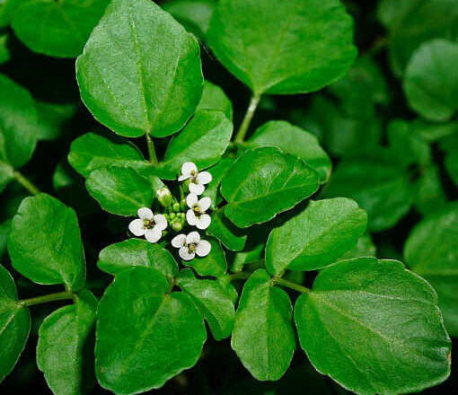 Un secreto de la nutrición,<br/> por Jeraige Reinoso