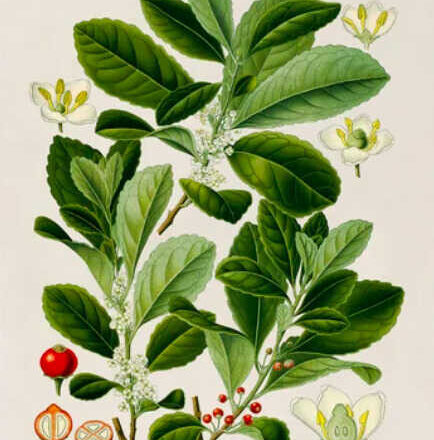 ¡Dame un hijito!,<br/> por Lucy Gómez