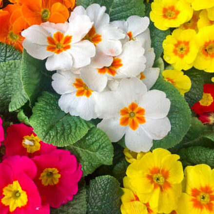 Prímulas,<br/> por Lucy Gómez