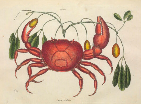 El mundo de Clara,<br/> por Clara Ruiz