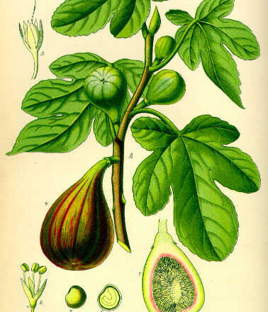 Dulzura poderosa,<br/> por Jeraige Reinoso