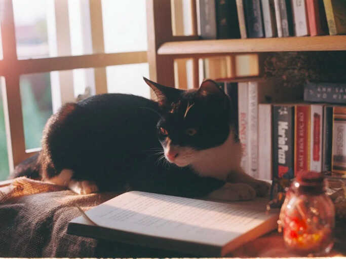 Library with a cat Atril press