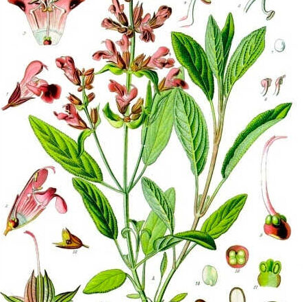 Salvia,<br/> por Lucy Gómez