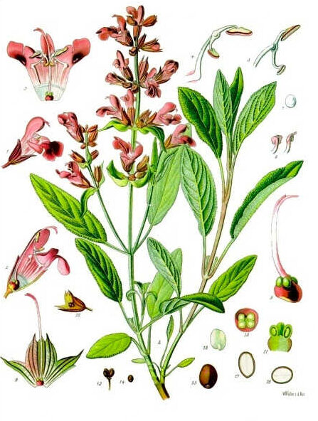 Salvia Atril press e1757029088291
