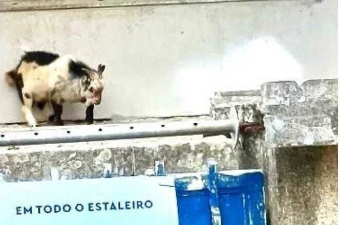 Serenidade pirenaica,<br/> por Alfredo Behrens