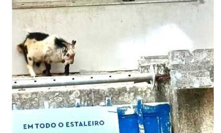 Serenidad pirenaica,<br/> por Alfredo Behrens