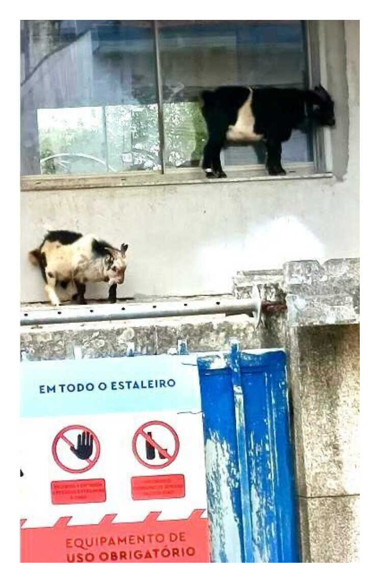 Bodes Atril press e1761779357401