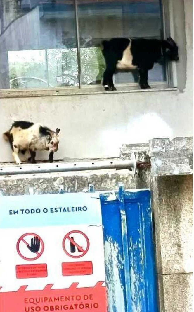 Serenidade pirenaica, por Alfredo Behrens