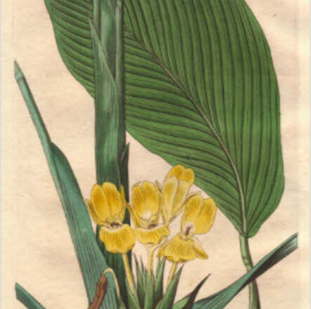 Calateas,<br/> por Lucy Gómez