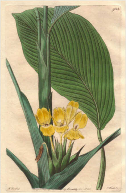 Calatheas Atril press