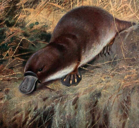 Te cuento que…<br/> por Suzan Matteo