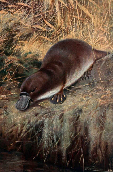 Ornitorrinco Atril press