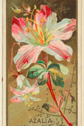 Azaleas,<br/> por Lucy Gómez