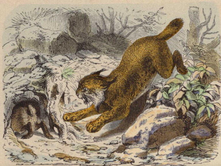 Gato Montés, por Leonor Henríquez