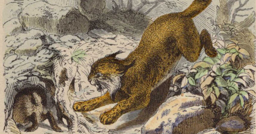 Gato Montés,<br/> por Leonor Henríquez