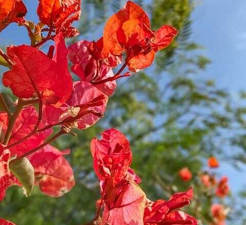 Trinitaria, por Lucy Gómez