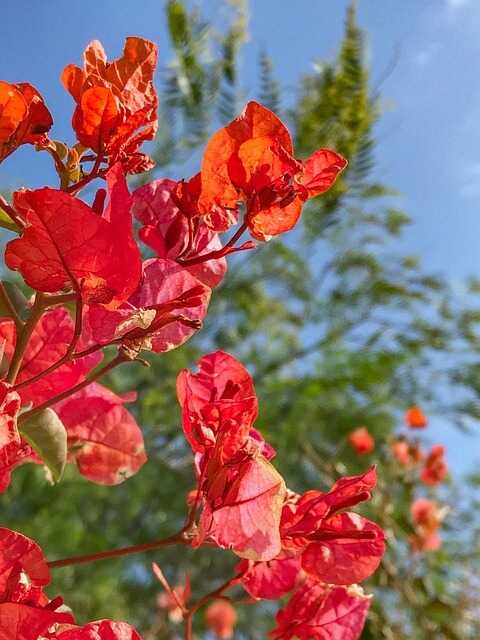 Trinitaria, por Lucy Gómez