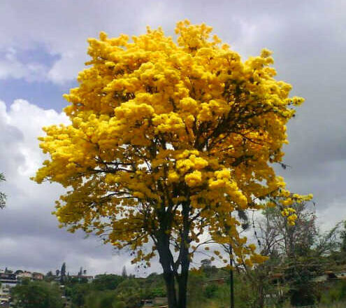 La querencia,<br/> por Leonor Henríquez