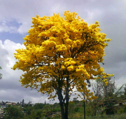 La querencia, por Leonor Henríquez