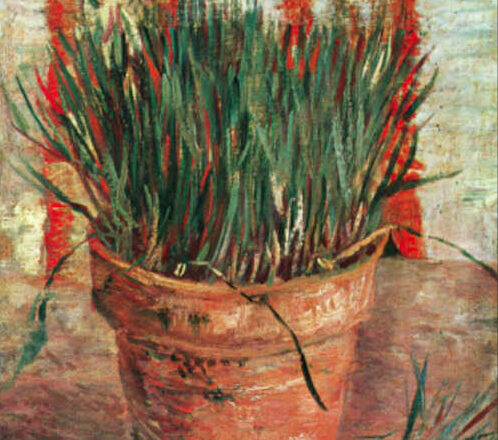 Cebollines, por Lucy Gómez