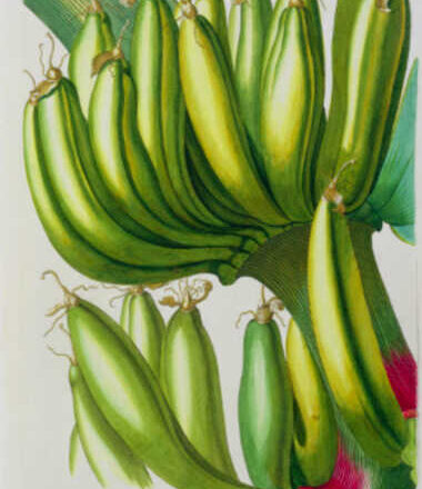 Escudo energético,<br/> por Jeraige Reinoso