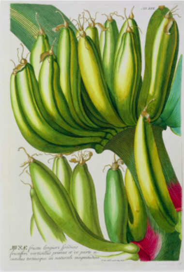 ohann Jakob Haid Atril press