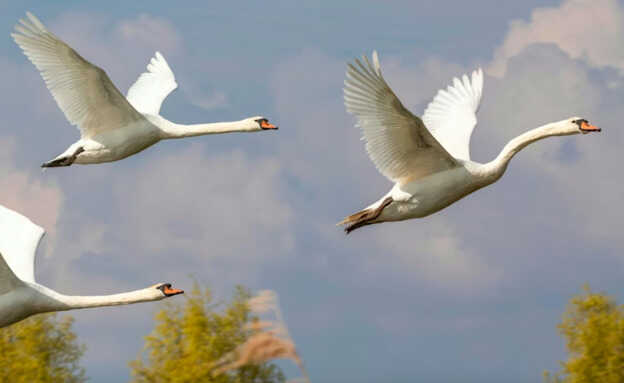 Tercer acto,<br/> por Leonor Henríquez