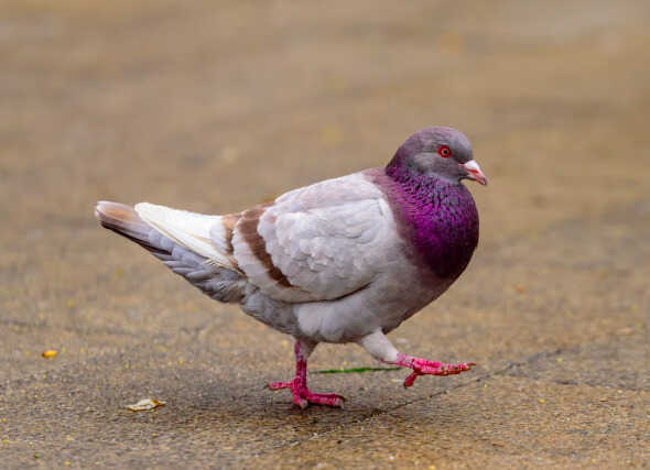 Winrood Lee Atril press