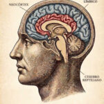 Cerebro triuno,<br/> por Getulio Bastardo