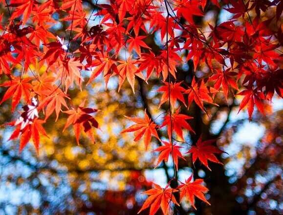 Arces,<br/> por Lucy Gómez