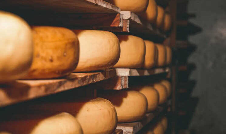 Queso de oveja, por Luis Ascanio