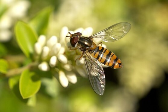 Te cuento que…,<br/> por Suzan Matteo 1 Abejas Atril press