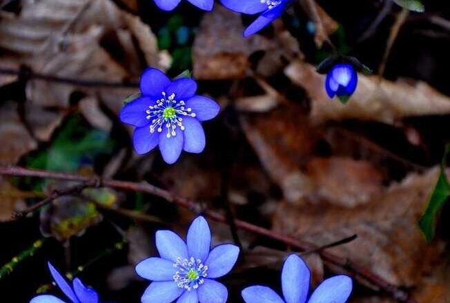 Azules,<br/> por Lucy Gómez