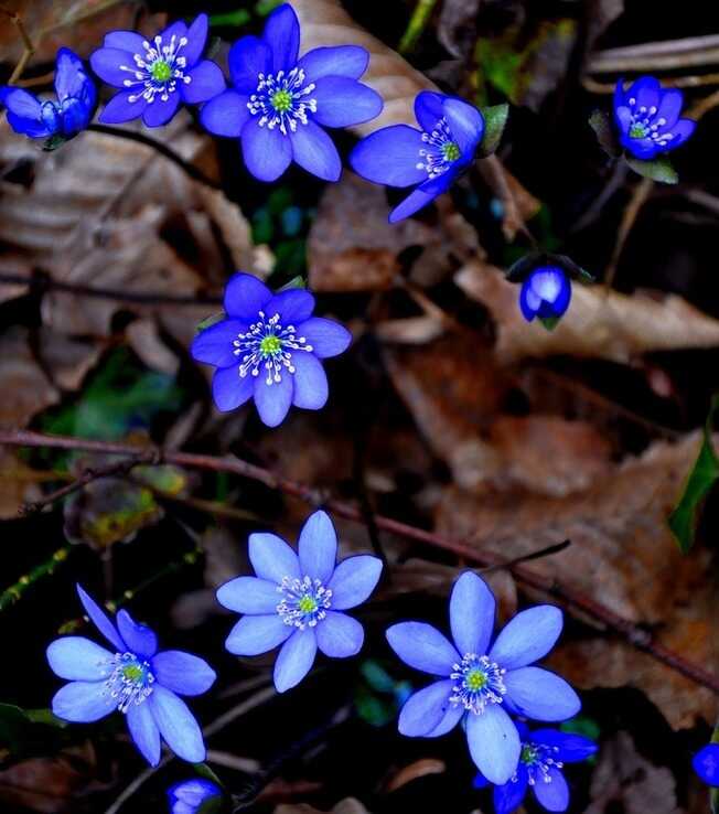 Flores azules Atril press